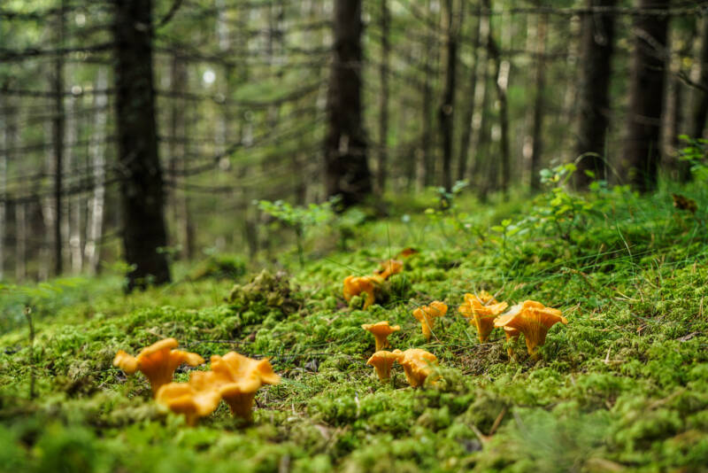 metsä, etualalla keltavahveroita